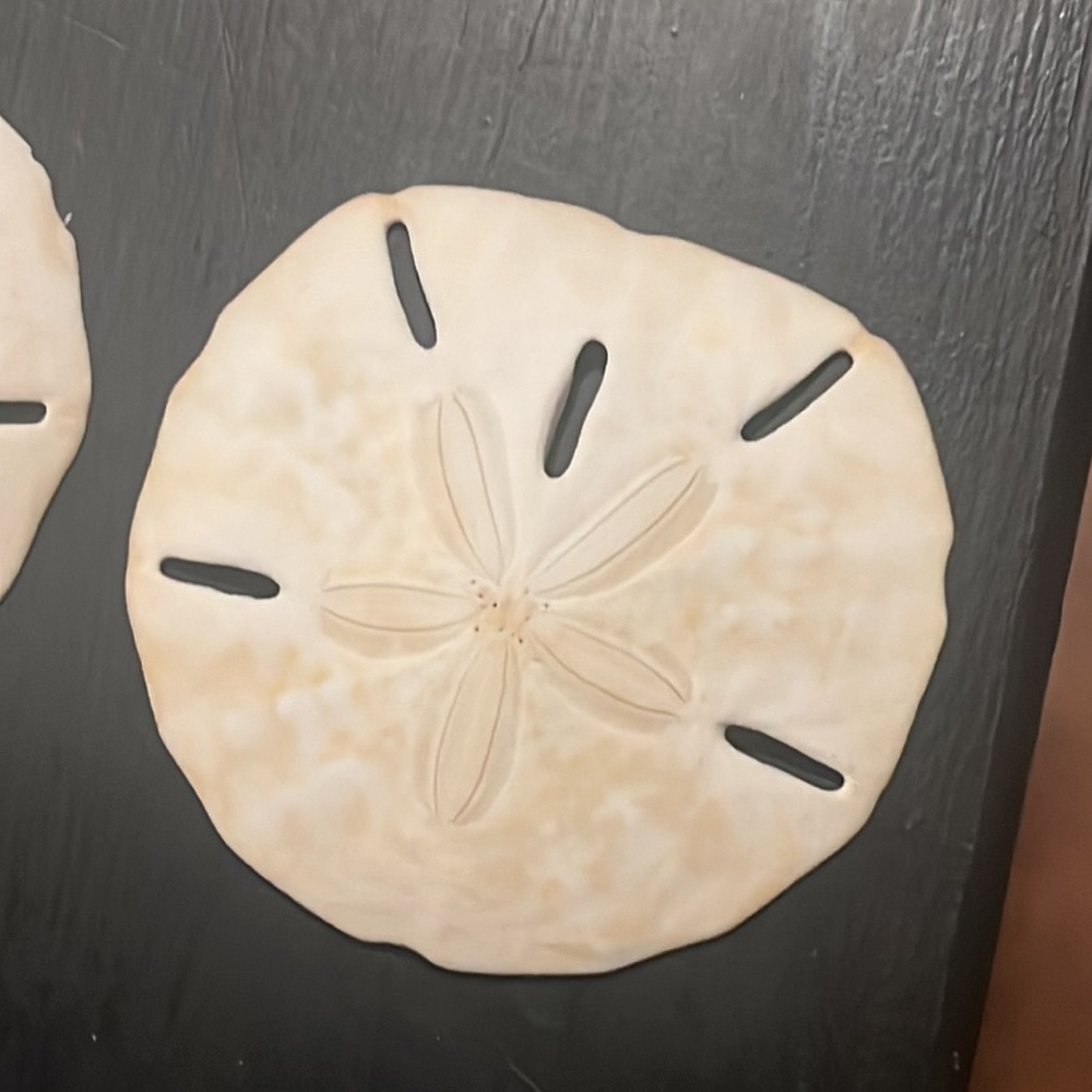 Large Sanddollars - Picture 7 of 7